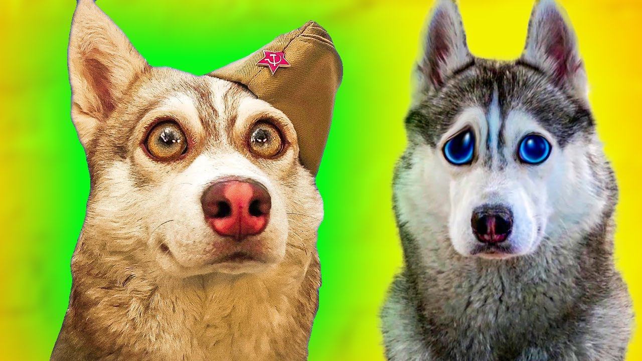 DOGVLOG: БУБЛИКА ЗАБИРАЮТ в АРМИЮ!! (Хаски Бандит) Говорящая собака смотреть онлайн