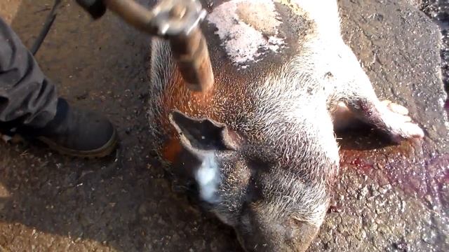 Все секреты осмаливания свиней,как осмаливать свинью правильно. смотреть онлайн