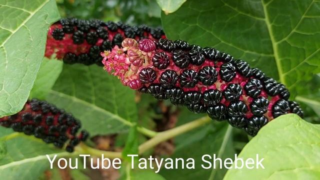 Вот какое растение появилось у меня...Удивительный кустарник - лаконос или фитолакка. смотреть онлайн