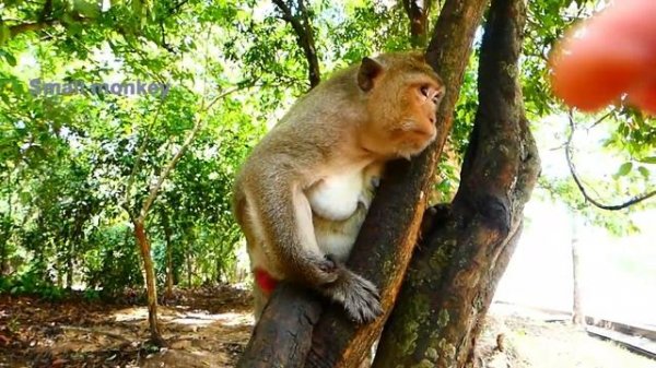 Wow Lucas come down tree so fast follow Mr Pink