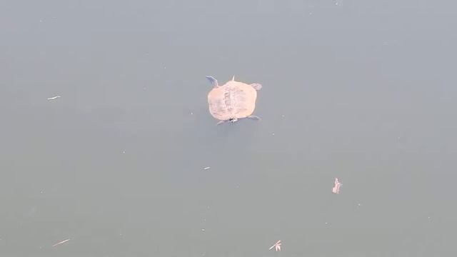 Nikon Coolpix l830 Video Test смотреть онлайн