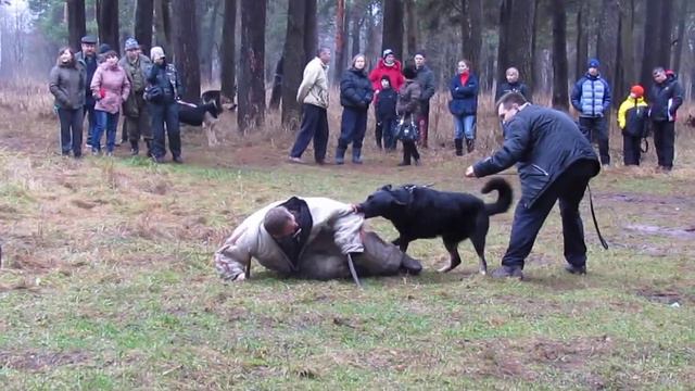 Хельхаус Вираж, он же Раджа 2.5 дрессировка по защите в Торжке с А.Гончаровым, пуск смотреть онлайн