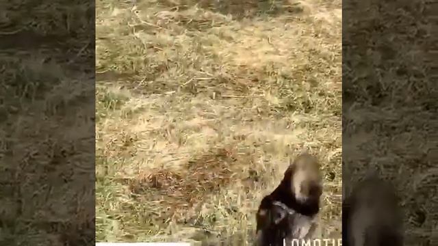 ФОНД ЗАЩИТЫ ЖИВОТНЫХ ИРКУТСКОЙ ОБЛАСТИ «НОЙ» смотреть онлайн