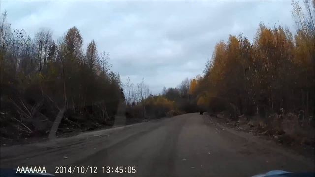 медведь на дороге смотреть онлайн