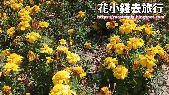 單車公園四季花韻 黃花風鈴木花開【2023賞花地點】