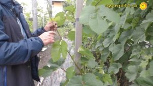 Виноград Сергея Будриса. Испытание сортов для Сибири