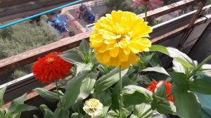 цветы на балконе в городе. цинния