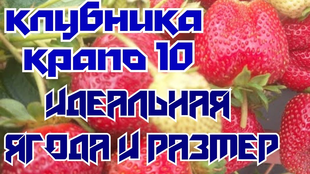 Клубника Крапо 10 вторая волна плодоношения смотреть онлайн