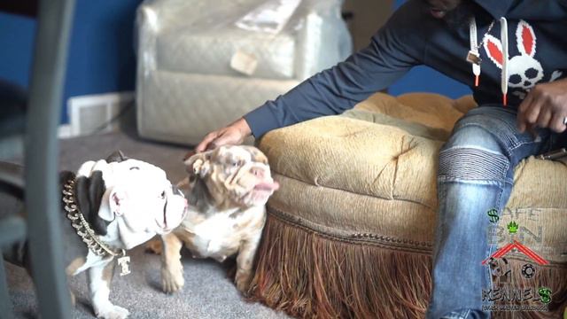 Exotic English Bulldog Introducing Makaveli-ThaDog Micro English Bulldog ... Best in the midwest! смотреть онлайн