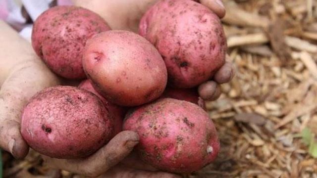 Картофель сорта Розара