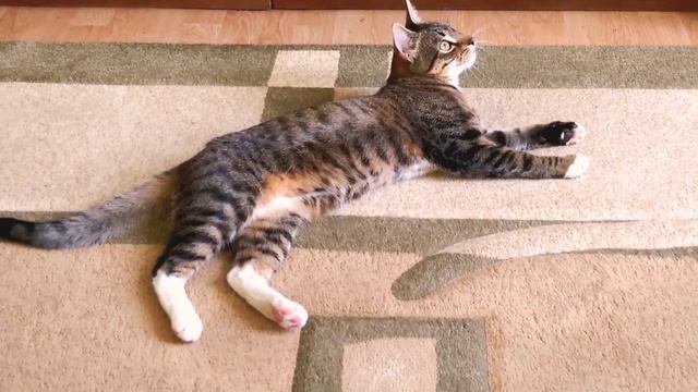 Talking cat Messi /Говорящий кот Месси смотреть онлайн