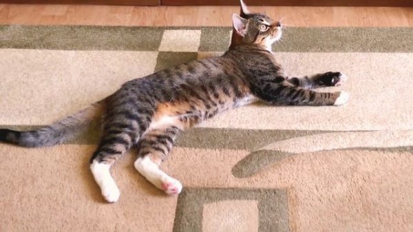 Talking cat Messi /Говорящий кот Месси