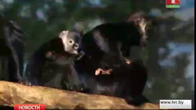 Детеныш одной из самых редких лиственных обезьян в мире родился в Чикаго смотреть онлайн