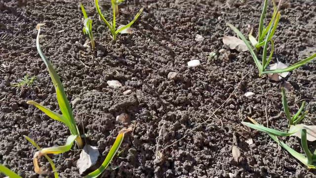 Выращивание чеснока конец зимы #чеснок #garlicfarm #ферма #чечня #garlic смотреть онлайн