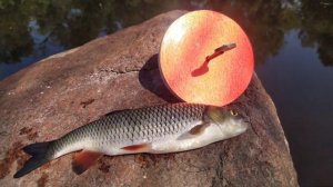 Поймал Голавля на Кружки!!! Запекаю пойманную рыбу в духовке!!!