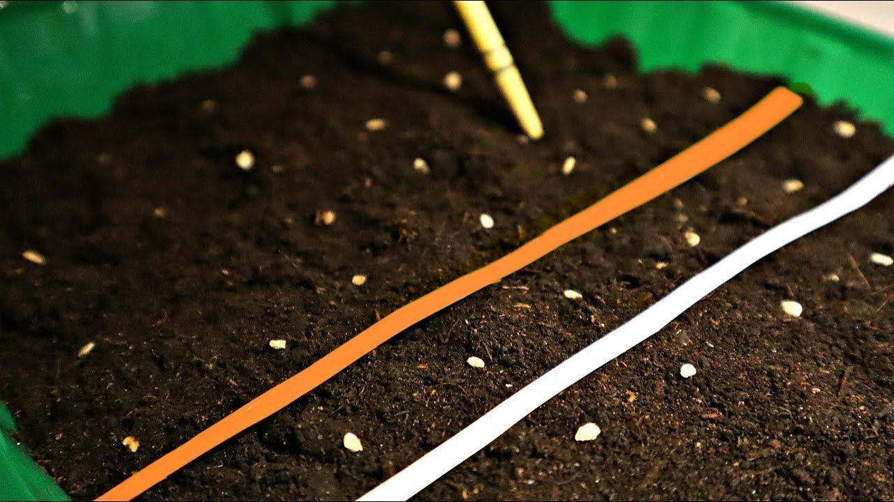 Посадите помидоры в феврале этим способом для мега урожая! Как сажать томаты на рассаду? смотреть онлайн