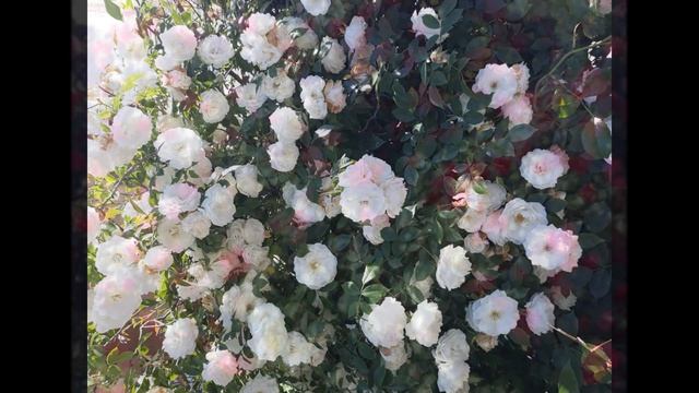 Самые красивые цветы I Королевы цветов I Розы из горшочков зимуют смотреть онлайн