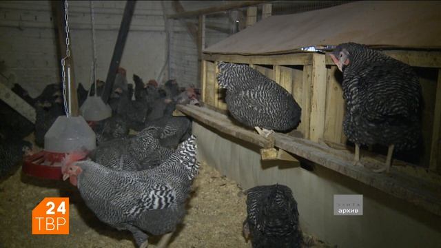 Русские петухи самые голосистые смотреть онлайн
