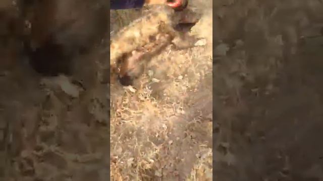 Охота с тазыми смотреть онлайн