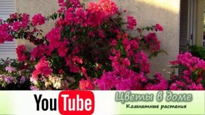 Бугенвиллия в доме, приметы и суеверия. Бугенвиллия по фен шуй.