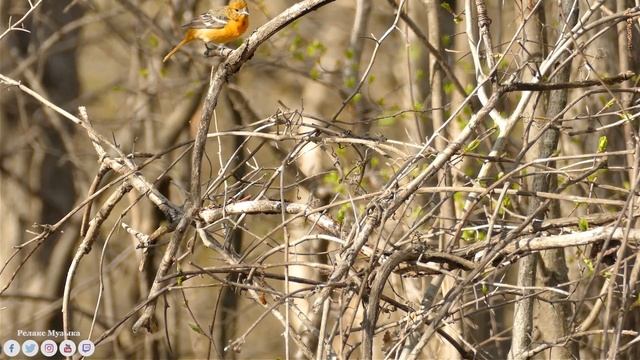 Послушайте эту музыку и вам станет легче ? Нежная музыка, успокаивает нервную систему радует душу # смотреть онлайн
