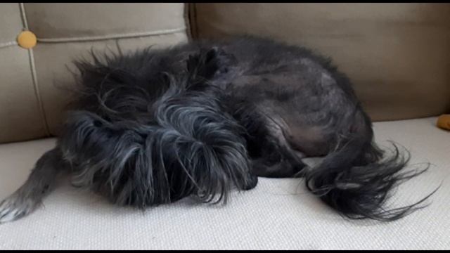 Сказки ч.7 /Для самых маленьких/Семеро козлят/Три поросенка смотреть онлайн