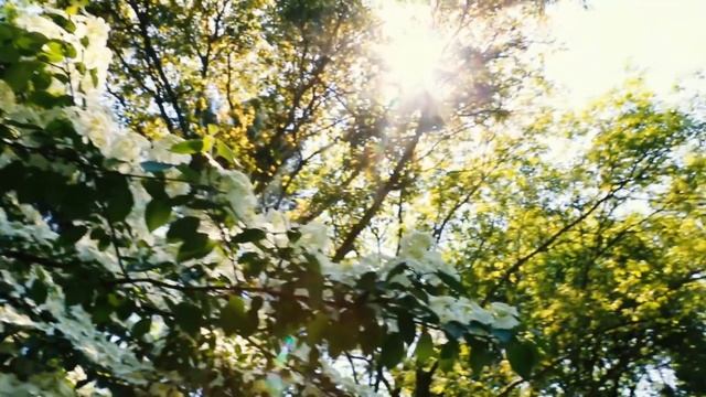 Bloomfield Hills Garden смотреть онлайн