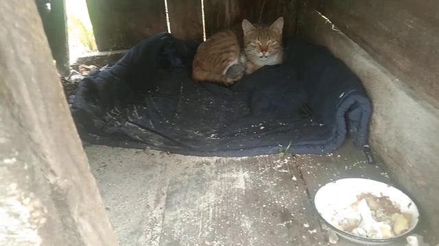 Наша кошка окотилась 8 июня! 1 котенок серый! смотреть онлайн