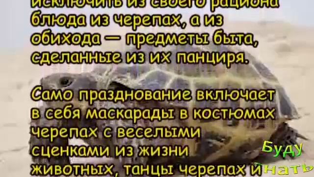 Всемирный день черепахи 23 МАЯ смотреть онлайн
