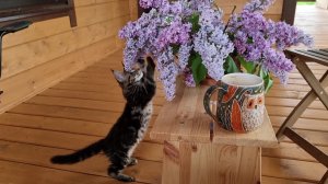 Кошка Морошка не даёт утру быть томным