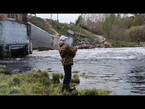 «Жизнь на пенсии».. Пока плотва  на нерест идёт, ходим на рыбалку