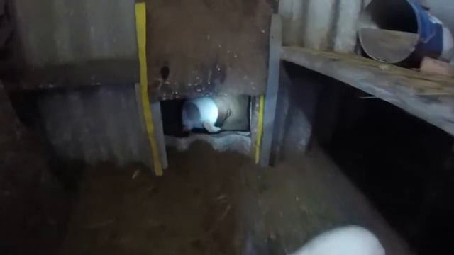 КАК КРОЛЬЧИХА СТРОИТ ГНЕЗДО?ЯМНОЕ СОДЕРЖАНИЕ! видео со старого канала 