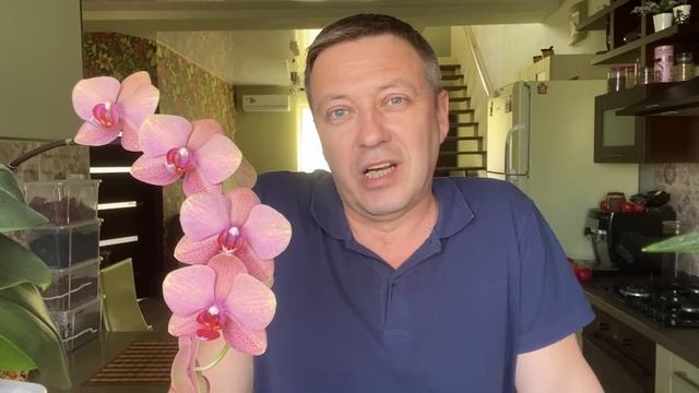 ОРХИДЕЯ фаленопсис Песнь Прибоя Сёрф Сонг Phalaenopsis Surf Song смотреть онлайн