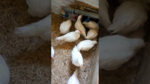 Как отличить курочку от петушка!?! Декалб! Легорн!