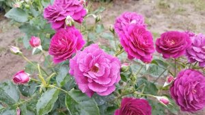Роза Эбб Тайд . Rosa Ebb Tide  . Флорибунда .