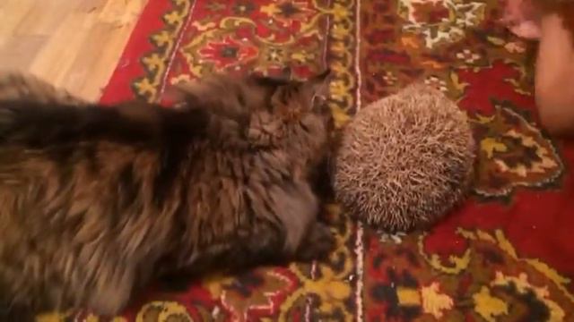 Самый дружелюбный кот😍😍 смотреть онлайн