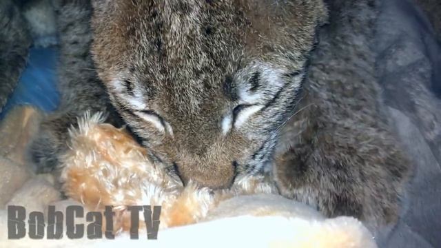 РЫСИНЫЕ НЕЖНОСТИ. Ханна перед сном часто в детство впадает