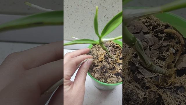 дендробиум и мои мучения с ним