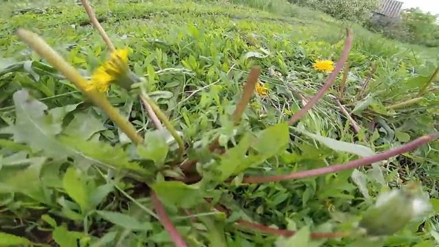 Прыгающий ЗЕЛЕНЫЙ ПАУК!!! Увидеть его и снять на видео - большая удача! смотреть онлайн