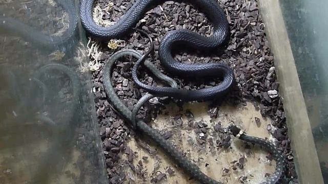 Grass snakes mating (Natrix natrix) Спаривание обыкновенных ужей смотреть онлайн