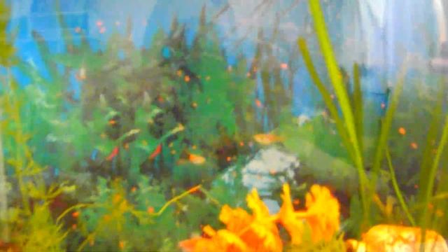 Аквариумные золотые рыбки, телескопы. Ярослава кормит золотых рыбок.Влог. смотреть онлайн