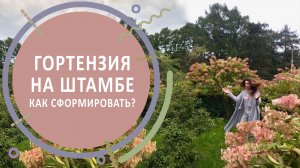 Гортензия на штамбе | Выращивание, формирование