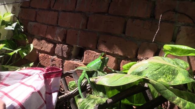 Что Делать, Если к вам Приполз Хамелеон?)