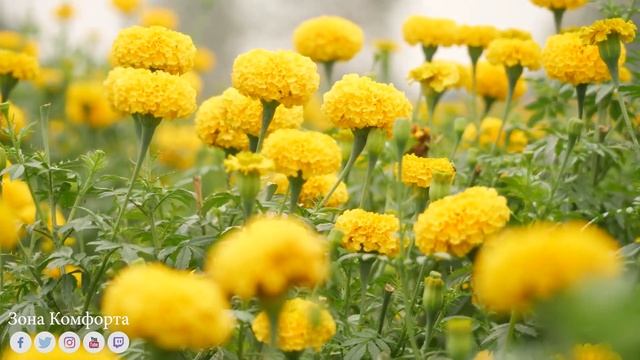 Музыка для релаксации! Yспокаивающая музыка для нервов ??лечебная музыка для сердца и сосудов,релак