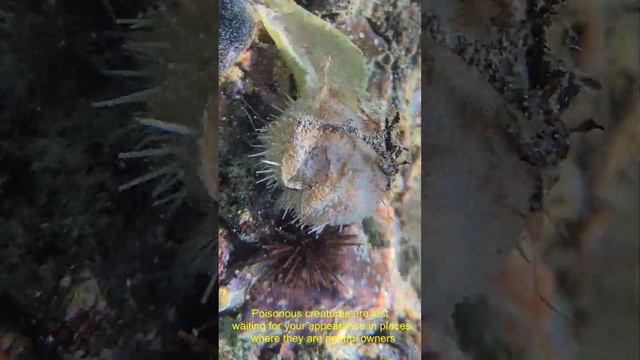 Dangerous inhabitants of the sea and beaches смотреть онлайн