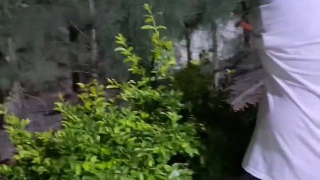 Podadeira Eletrica stihl hsa 45 смотреть онлайн