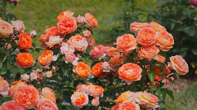 3 new floribundas from Kordes performing well after 2-day heat wave смотреть онлайн