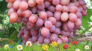 Виноград плодовый Кишмиш лучистый ? Обзор: посадка и уход. крупномеры: описание и особенности