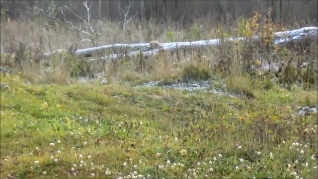 Зима идёт, Зиме дорогу!??????❄❄???✨?????? смотреть онлайн