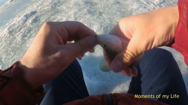 Яркуль, рыбье эльдорадо начинается, подводная съемка, часть 1 смотреть онлайн